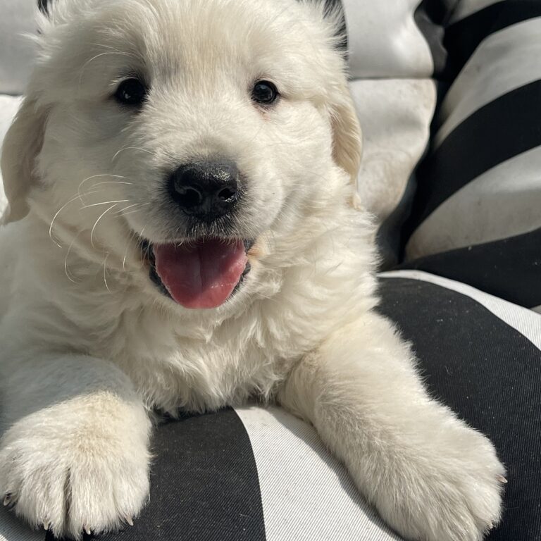 Golden Retriever Puppies